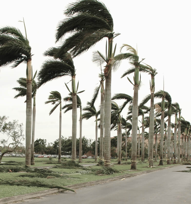 palm trees swaying in storm
